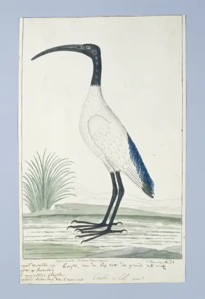 Threskiornis aethiopicus (African sacred ibis)