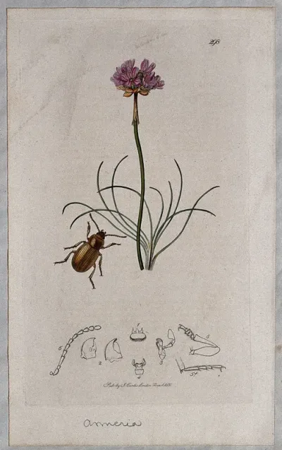 Thrift flower (Armeria species) with an associated insect and its abdominal segments