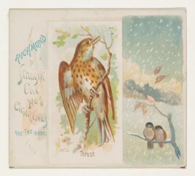 Thrush, from the Song Birds of the World series (N42) for Allen & Ginter Cigarettes