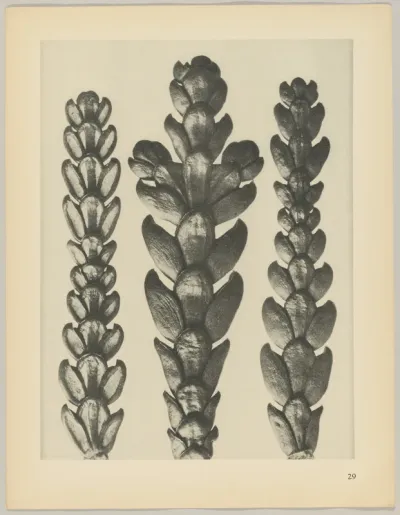 Thujopsis dolabrata