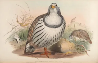 Tibetan Snow-Partridge