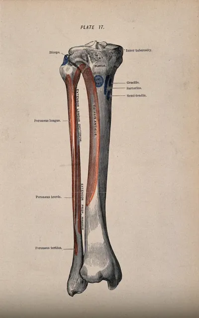 Tibia and fibula bones