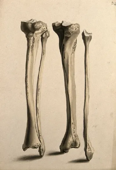 Tibia and fibula bones