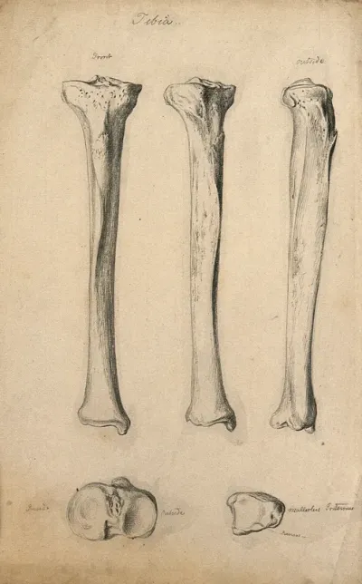 Tibia bones: five figures