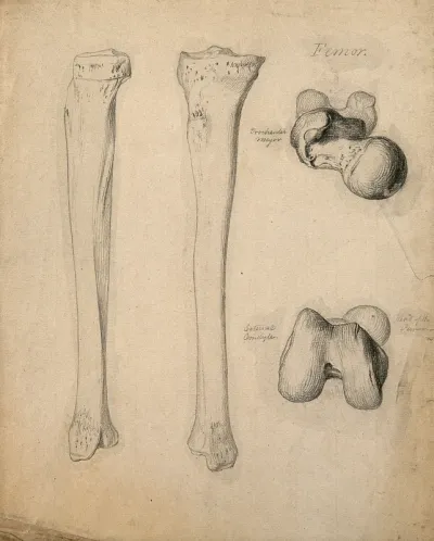 Tibia bones: four figures