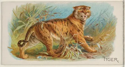 Tiger, from the Quadrupeds series (N21) for Allen & Ginter Cigarettes