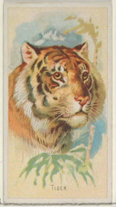 Tiger, from the Wild Animals of the World series (N25) for Allen & Ginter Cigarettes