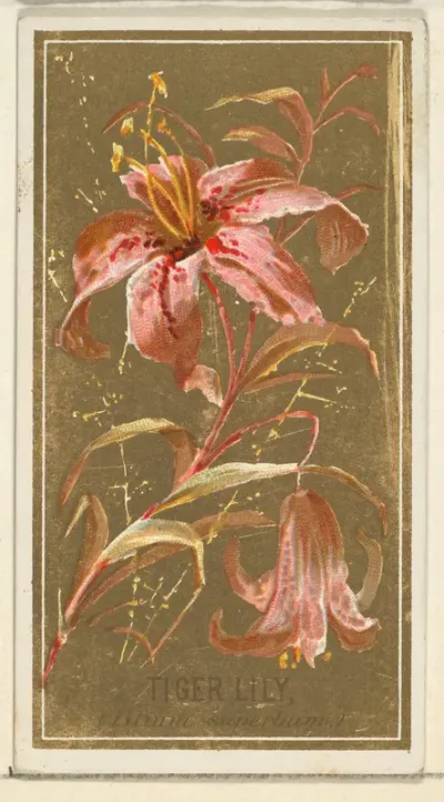 Tiger Lily (Lilium superbum), from the Flowers series for Old Judge Cigarettes