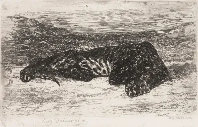 Tiger Sleeping in the Desert