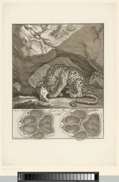 Tijger met spoor