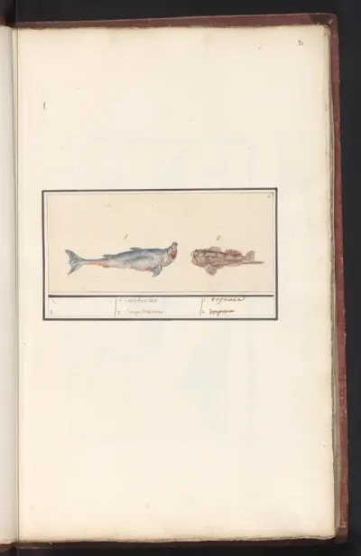Tijgerhaai (Carcharias) en een schorpioenvis (Scorpaenidae)