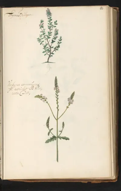 Tijm (Thymus vulgaris) en Verbena (Verbena officinalis)