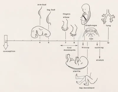 Timeline of an embryo's growth