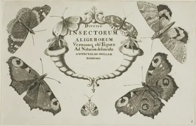 Title Page from Diversae Insectorum...Figurae