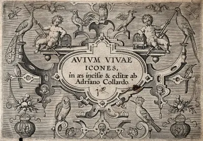 Title page to Avium vivae icones adorned with two cherubs and various birds