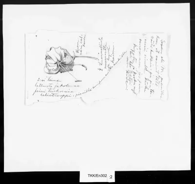 TKK/En302, Engberg, Gabriel, [13.10.1900]