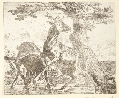 To hjorte