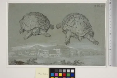 To studier af en skildpadde, og prospekt af en befæstet by ved havet