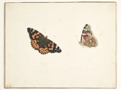 To studier af en tidselfugl (vanessa cardui l.)