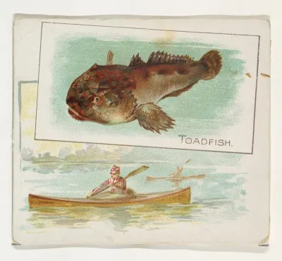 Toadfish, from Fish from American Waters series (N39) for Allen & Ginter Cigarettes