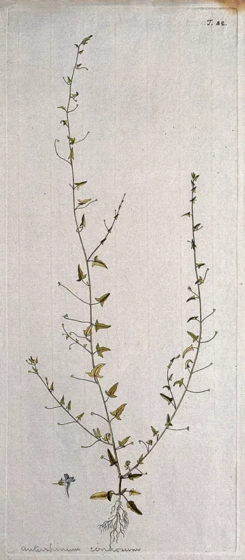 Toadflax (Linaria cirrhosa): entire flowering plant with separate flower