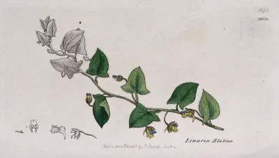 Toadflax (Linaria elatine): flowering stem and floral segments