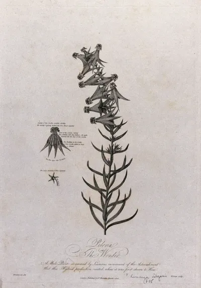 Toadflax (Linaria sp