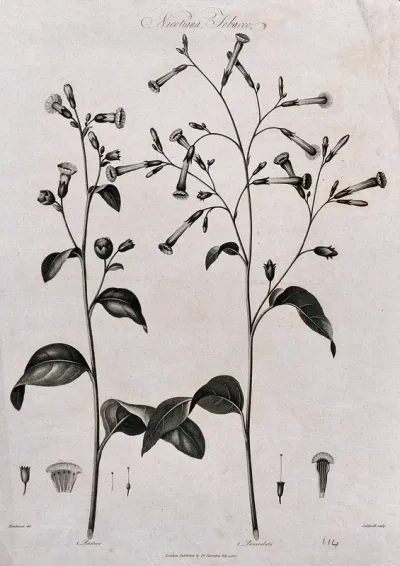 Tobacco plants (Nicotiana rustica and N