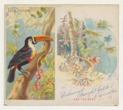 Toco Toucan, from Birds of the Tropics series (N38) for Allen & Ginter Cigarettes