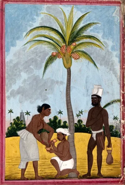 Toddy tappers at work: two men and a woman by a palm tree