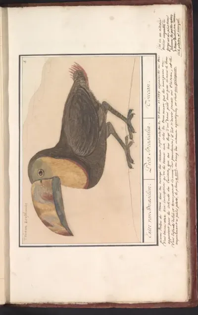 Toekan (Ramphastos)