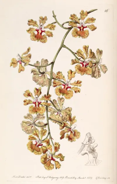 Tolumnia guttata (as syn. Oncidium luridum var. guttatum)