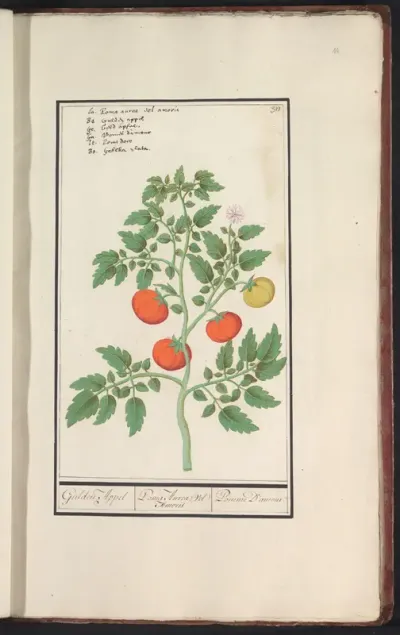 Tomaat (Solanum lycopersicum)