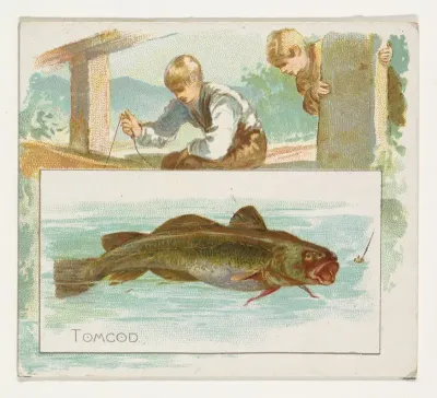 Tomcod, from Fish from American Waters series (N39) for Allen & Ginter Cigarettes