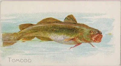 Tomcod, from the Fish from American Waters series (N8) for Allen & Ginter Cigarettes Brands