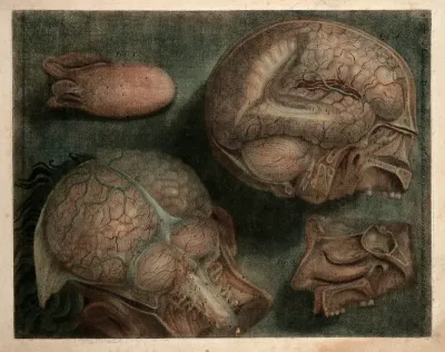 Tongue, brain, nasal cavity: two dissections