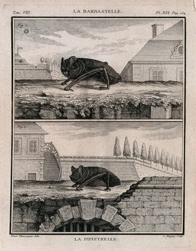 Top, a barbastelle bat; bottom, a pipistrelle bat