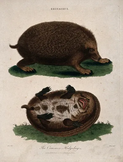 Top, a hedgehog; bottom, ventral view of a hedgehog