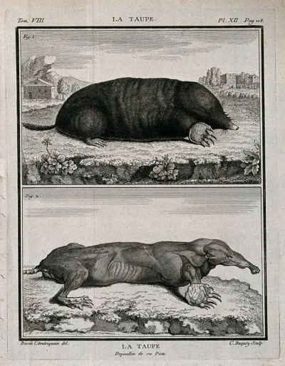 Top, a mole; bottom, an écorché mole