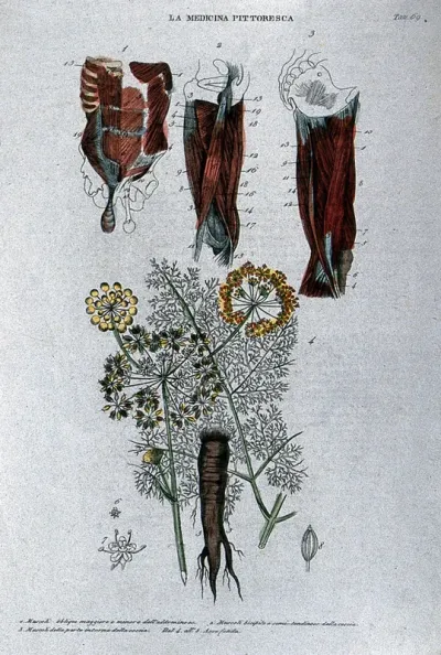 Top, muscles of the abdomen and hip; bottom, the plant asafoetida