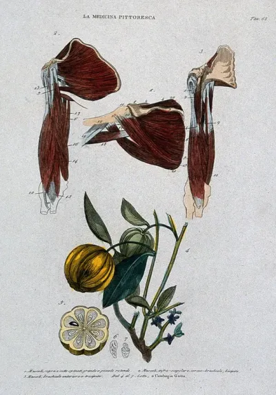 Top, muscles of the shoulder; bottom, the plant Garcinia gummi-gutta