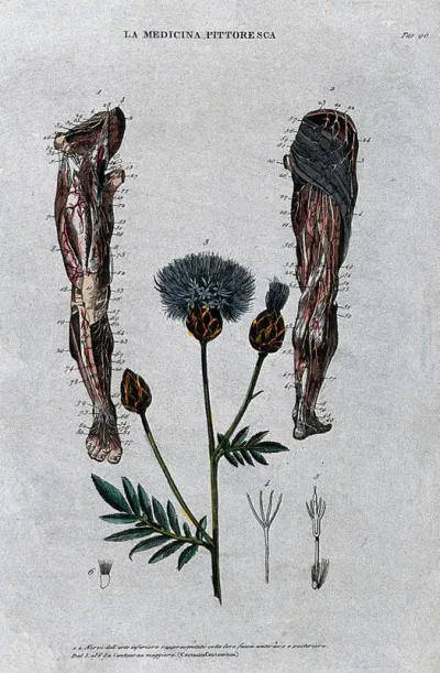 Top, nerves of the lower limb, anterior (left) and posterior (right) views; below, the plant centauria centaurium