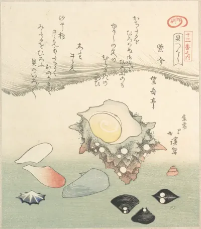 Top-Shell and Various Shells