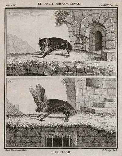 Top, the lesser horseshoe bat; bottom, a bat with large ears