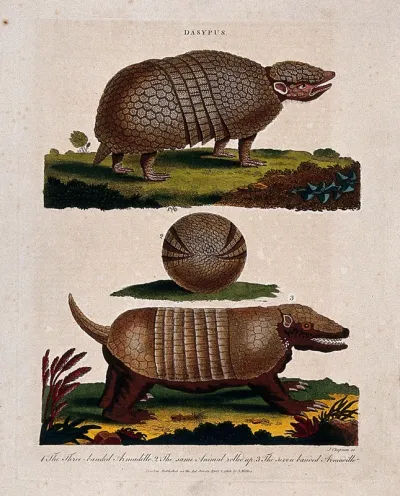 Top, the three-banded armadillo; centre, three-banded armadillo rolled up; bottom, the seven-banded armadillo
