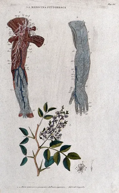 Top, two forearms showing nerves; bottom, copaiba plant