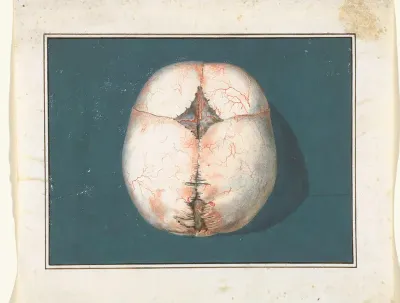 Top View of a Child’s Fontanel