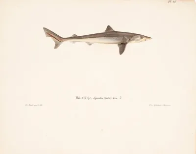 Tope Shark