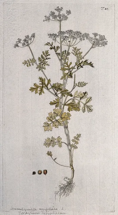 Tordylium aegyptiacum: entire flowering plant with separate fruit and seed
