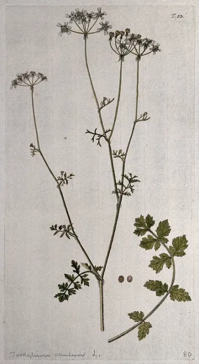 Tordylium apulum L.: flowering and fruiting stem with separate leaf and fruit
